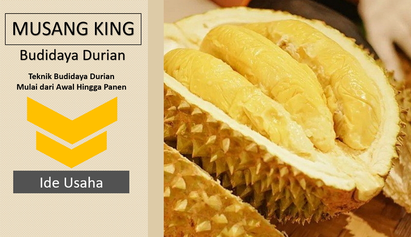 Cara Budidaya Durian Musang King Agar Cepat Berbuah 1214